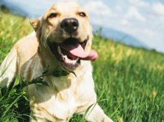 7 Earth Day Tips For Your Pets