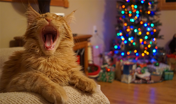 15 Pets That Are All of Us This Holiday Season