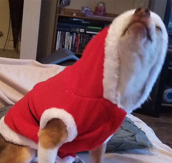 15 Pets That Are All of Us This Holiday Season