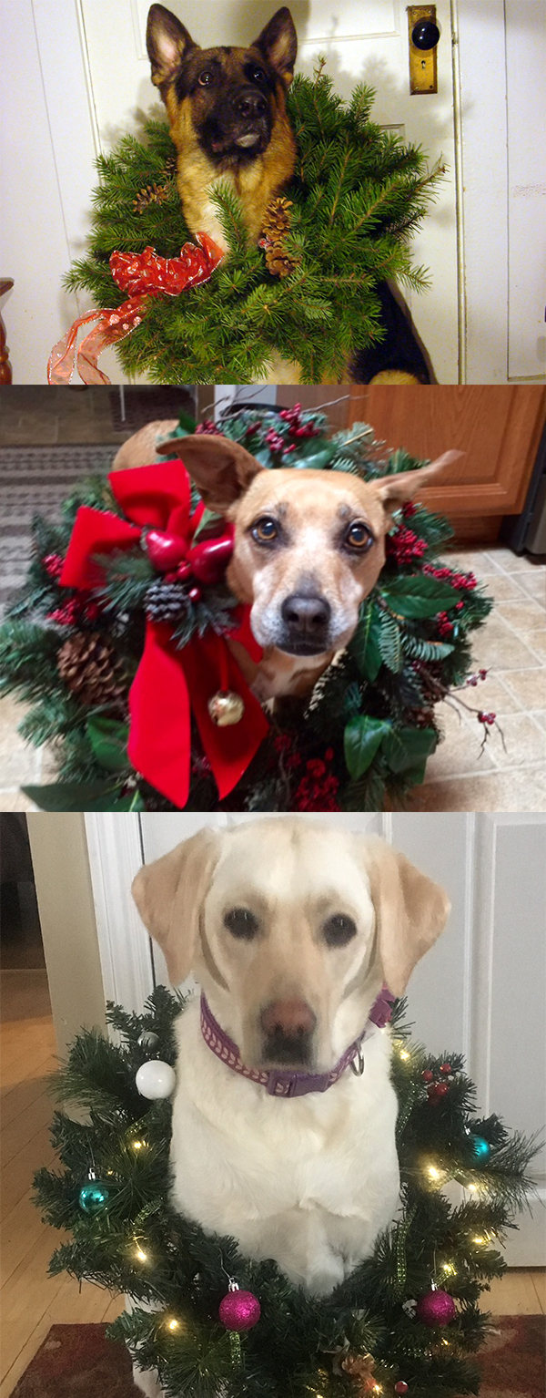 15 Pets That Are All of Us This Holiday Season