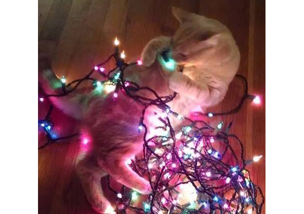 15 Pets That Are All of Us This Holiday Season