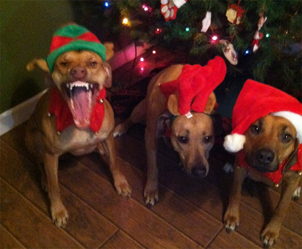 15 Pets That Are All of Us This Holiday Season