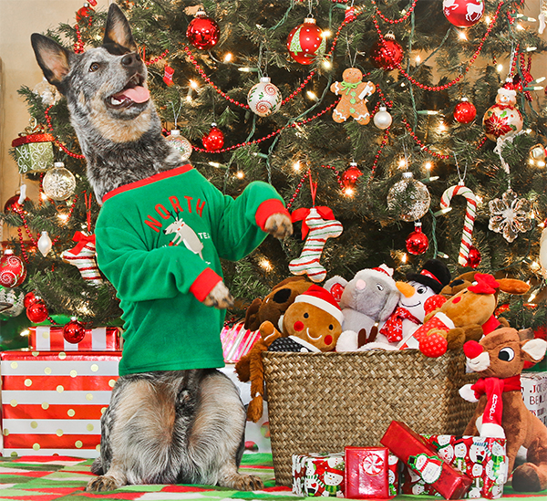 15 Pets That Are All of Us This Holiday Season