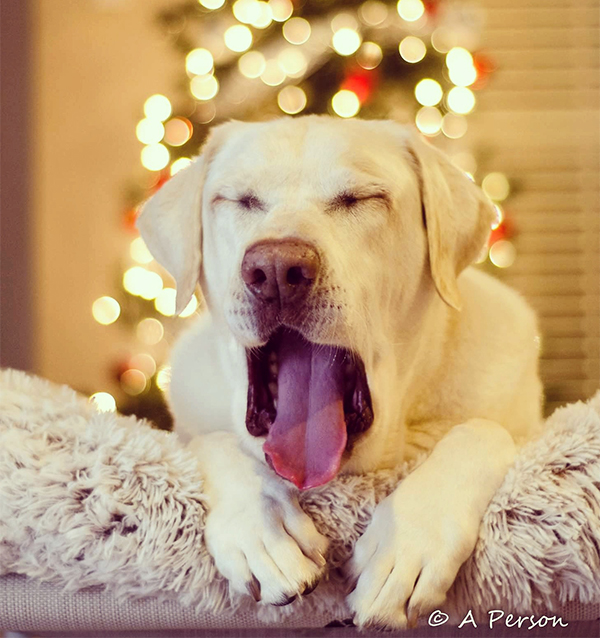 15 Pets That Are All of Us This Holiday Season