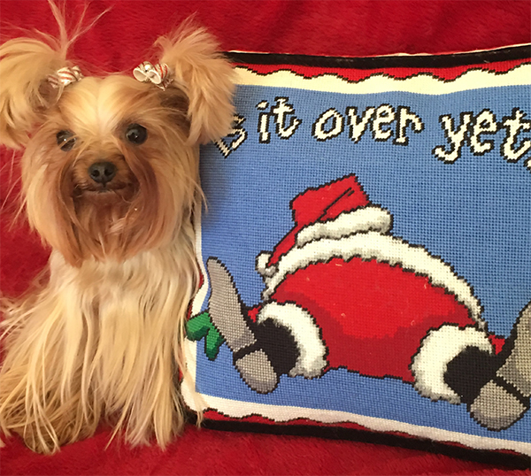 15 Pets That Are All of Us This Holiday Season