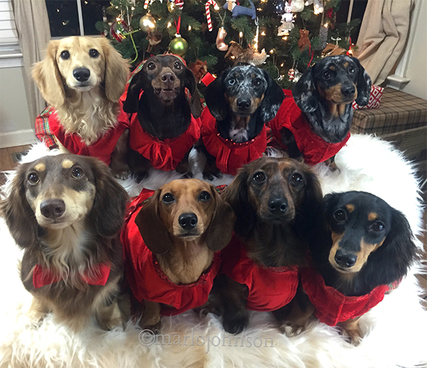 15 Pets That Are All of Us This Holiday Season