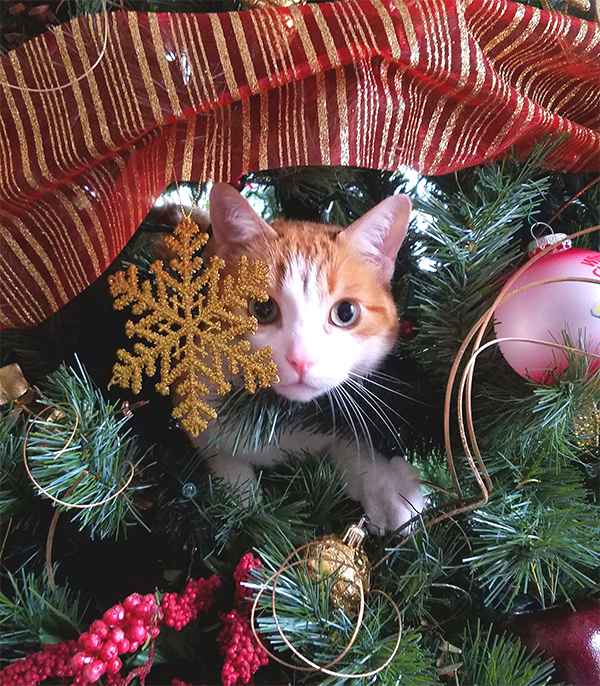 10 Cats in Christmas Trees, Just Because