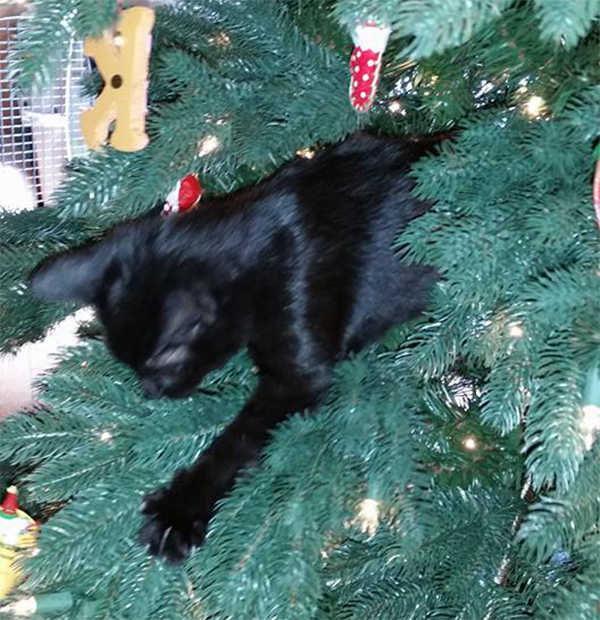 10 Cats in Christmas Trees, Just Because