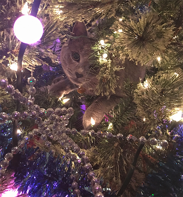 10 Cats in Christmas Trees, Just Because