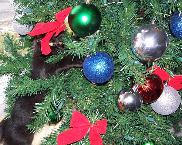 10 Cats in Christmas Trees, Just Because