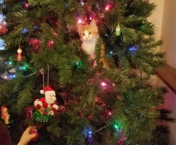 10 Cats in Christmas Trees, Just Because