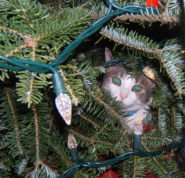 10 Cats in Christmas Trees, Just Because