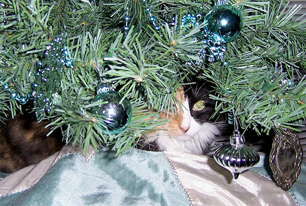 10 Cats in Christmas Trees, Just Because