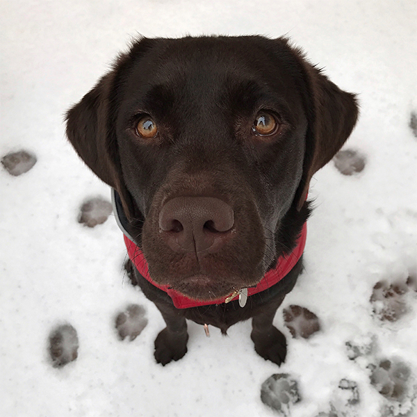 How to Photograph the Perfect Holiday Card with Your Pet