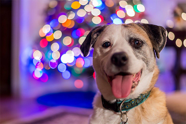 How to Photograph the Perfect Holiday Card with Your Pet