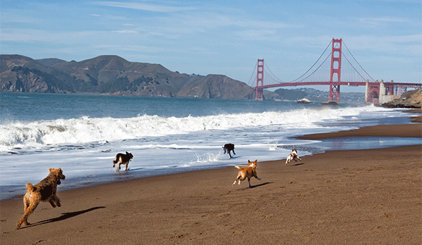 10 Best Spring Break Destinations for Dog Lovers