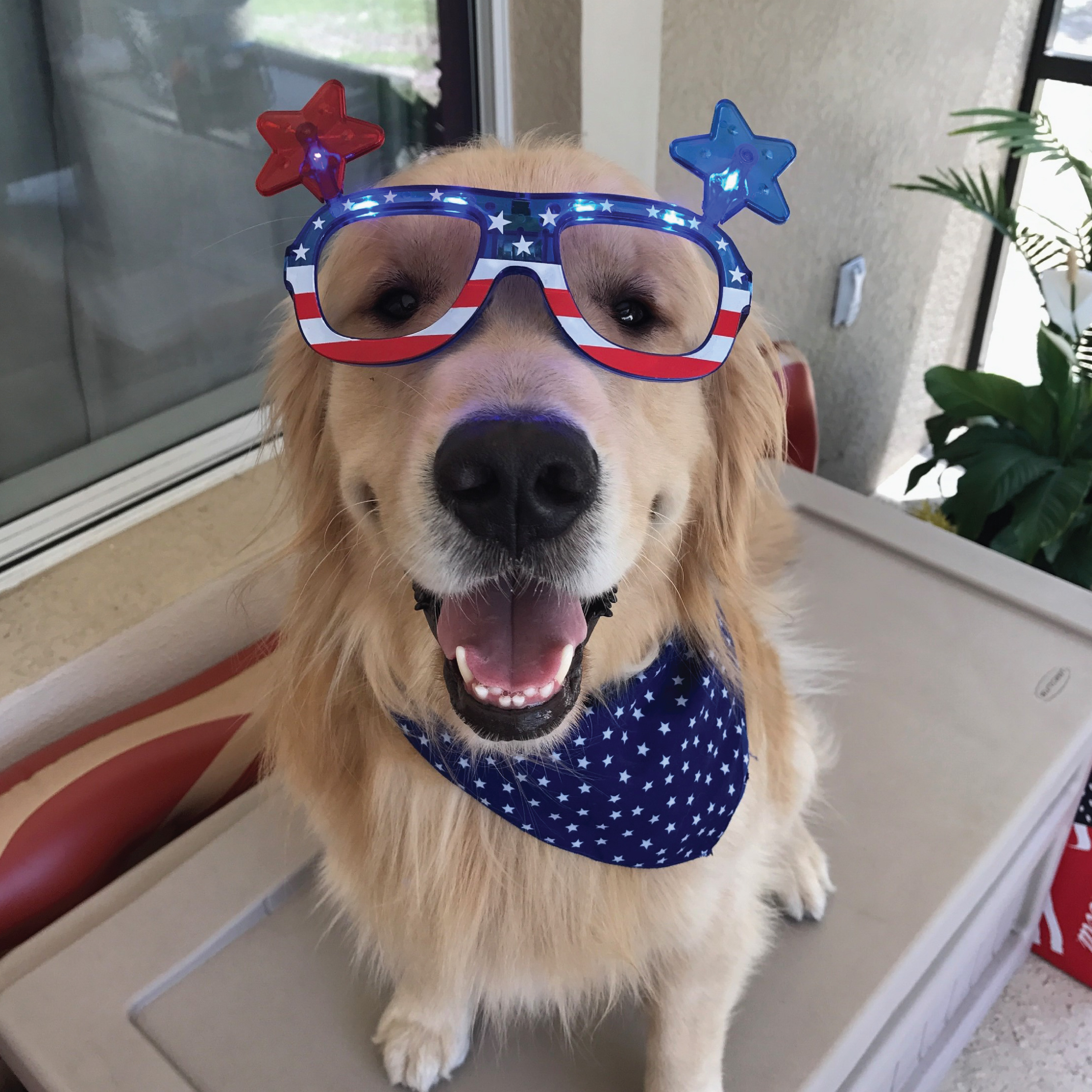 Fireworks and Your Pets: How to Keep Them Safe on July 4th 