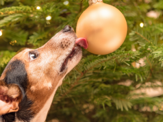 7 Pet Safety Tips for the Holidays