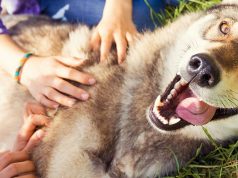 4 Eco-Friendly Activities to Do with Pets at Home