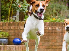 How to Plant a Pet Friendly Garden This Spring