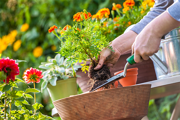 How to Plant a Pet Friendly Garden This Spring