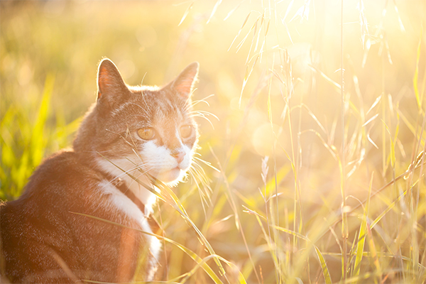 How to Plant a Pet Friendly Garden This Spring