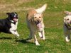 Dog Park Etiquette: Playing by the Unwritten Rules