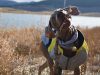 CORE Dog Food Powers National Park Adventures