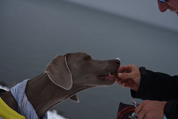 CORE Dog Food Powers National Park Adventures