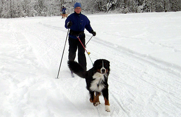 Winter Destinations for You and Your Dog