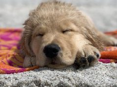 Top 10 Tips for Taking Your Dog To The Beach