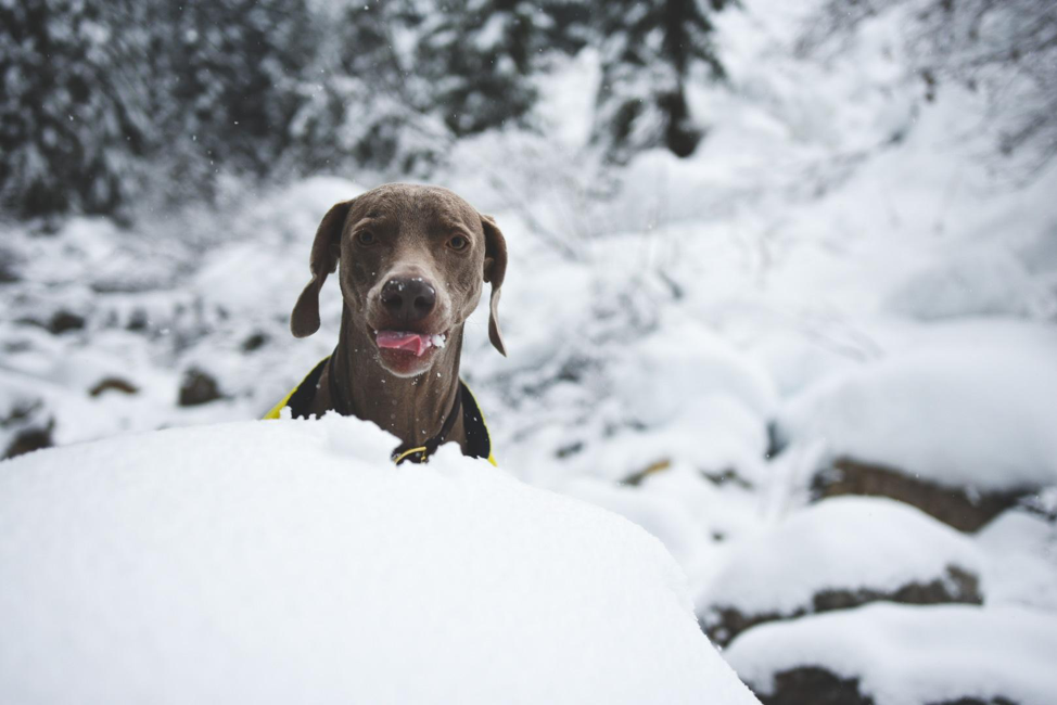 Five Winter Activities for You and Your Dog