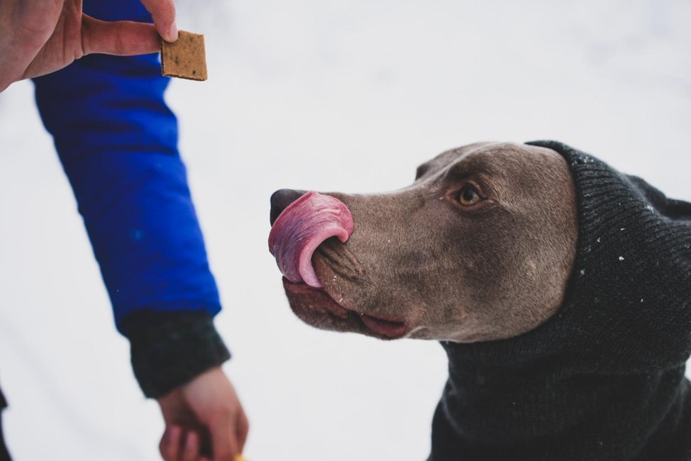 Five Winter Activities for You and Your Dog