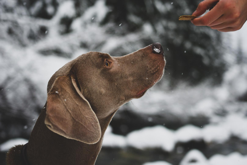 Five Winter Activities for You and Your Dog