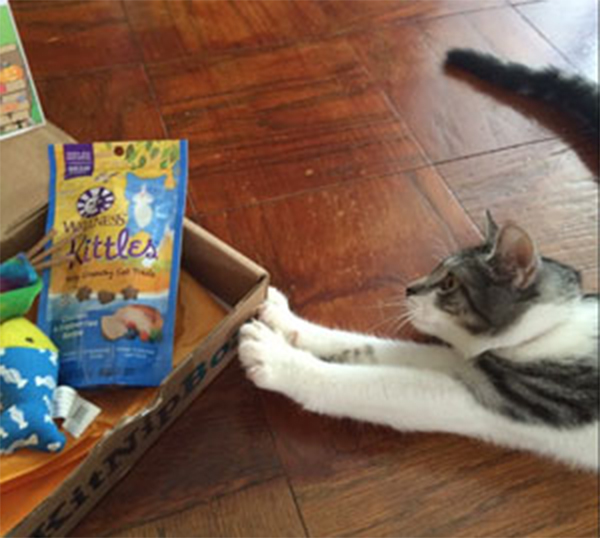 This Valentine&#039;s Day, How Far Will These 10 Cats Go For Wellness Kittles?