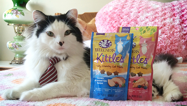 This Valentine&#039;s Day, How Far Will These 10 Cats Go For Wellness Kittles?