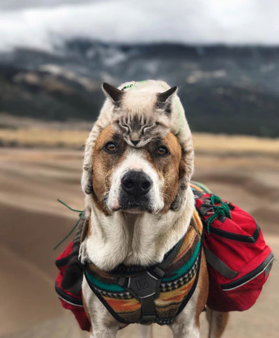 Top 10 Pet Instagram Accounts of 2018