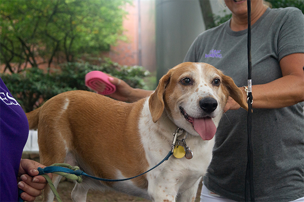 America&#039;s Most Pet Friendly Companies of 2018