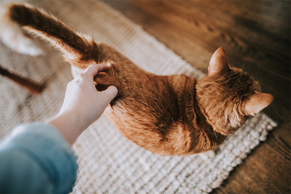 5 Facts About Ginger Cats &amp; Their Personalities