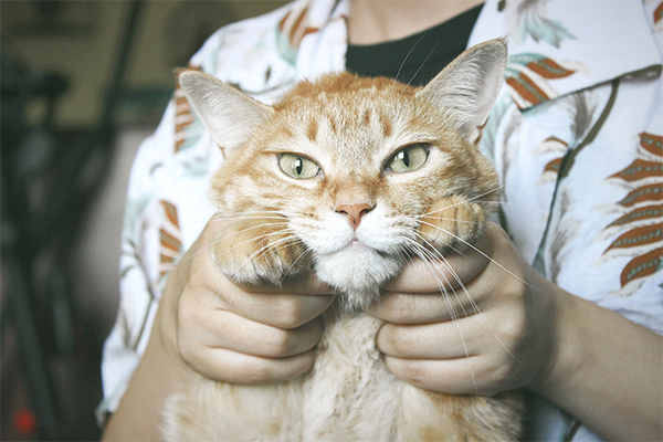 5 Facts About Ginger Cats &amp; Their Personalities