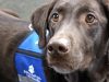 5 Incredible Service Dogs of 2018