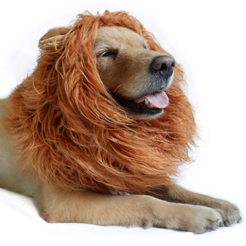 Top 10 Halloween Costumes for Dogs 2018