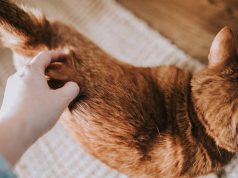 10 Things All Cat Lovers Can Relate To