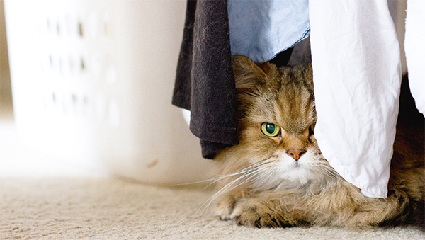 10 Things All Cat Lovers Can Relate To