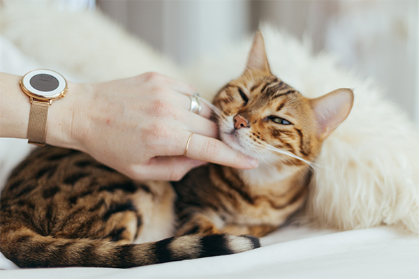 10 Things All Cat Lovers Can Relate To