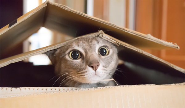 10 Things All Cat Lovers Can Relate To