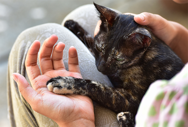 10 Things All Cat Lovers Can Relate To