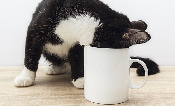 10 Things All Cat Lovers Can Relate To