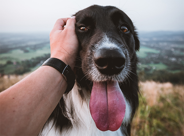 7 Ways to Say ‘I Love You’ to Your Pet In Their Language