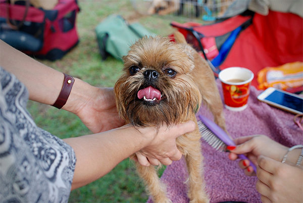 7 Ways to Say ‘I Love You’ to Your Pet In Their Language